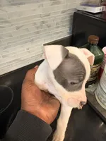 PENNY, a female American Bully for sale in Baltimore, MD – 3 of 5