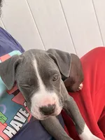 GREG, a male American Bully for sale in Baltimore, MD – 5 of 5