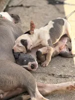 RUBY, a female American Bully for sale in Baltimore, MD – 3 of 6