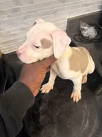 JUICEMAN, a male American Bully for sale in Baltimore, MD – 4 of 4