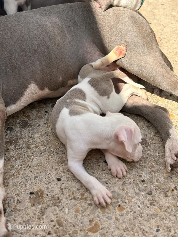 JUICEMAN – American Bully puppy for sale in Baltimore, MD