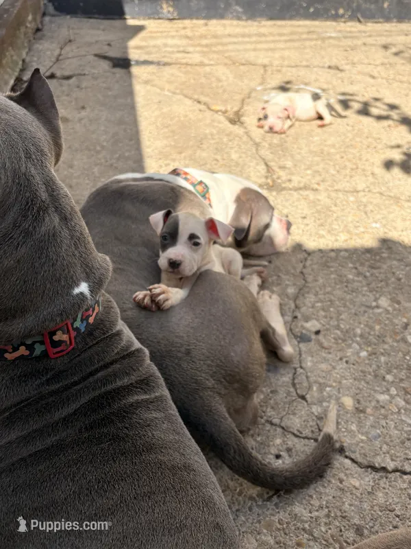 PENNY – American Bully puppy for sale in Baltimore, MD