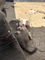 PENNY, a female American Bully for sale in Baltimore, MD – 1 of 5
