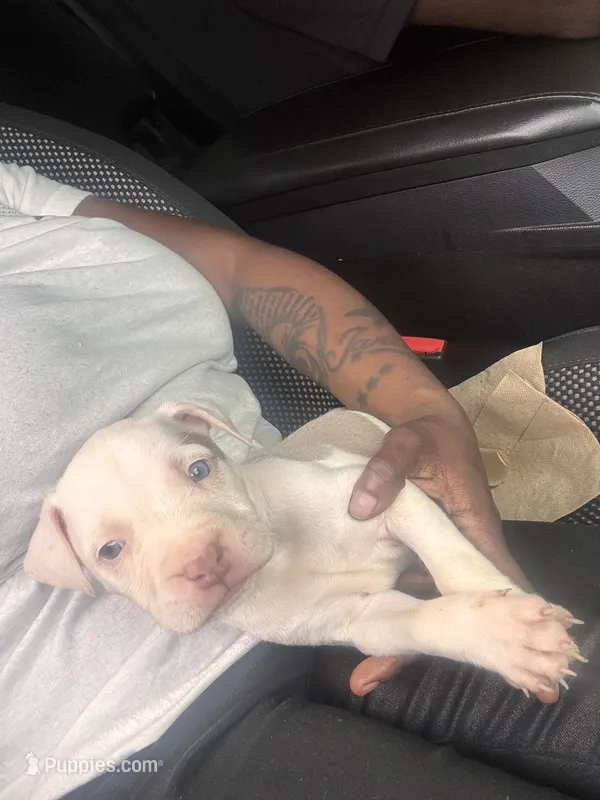 JUICEMAN – American Bully puppy for sale in Baltimore, MD