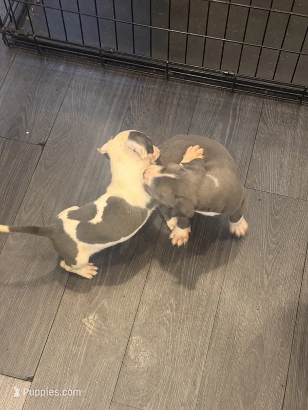 RUBY – American Bully puppy for sale in Baltimore, MD