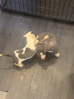 RUBY, a female American Bully for sale in Baltimore, MD – 1 of 6