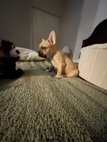 Nova, a female French Bulldog for sale in Irving, TX – Photo 7 of 10