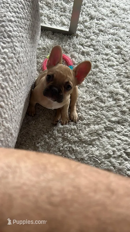 Nova – French Bulldog puppy for sale in Irving, TX