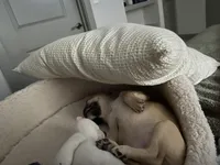 Nova, a female French Bulldog for sale in Irving, TX – Photo 6 of 10