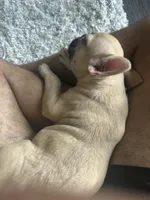 Nova, a female French Bulldog for sale in Irving, TX – Photo 9 of 10