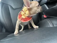 Nova, a female French Bulldog for sale in Irving, TX – Photo 10 of 10