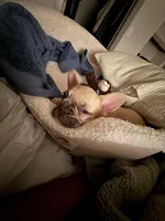 Nova, a female French Bulldog for sale in Irving, TX – Photo 4 of 10