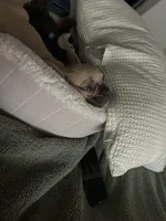 Nova, a female French Bulldog for sale in Irving, TX – Photo 5 of 10