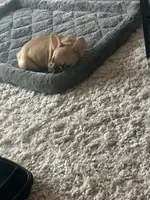 Nova, a female French Bulldog for sale in Irving, TX – Photo 8 of 10