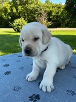 brown collar, a male Labrador Retriever for sale in Galena, MO – 4 of 9