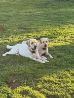 Grey collar male, a male Labrador Retriever for sale in Galena, MO – 6 of 8