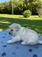 Light green collar, a male Labrador Retriever for sale in Galena, MO – 2 of 8