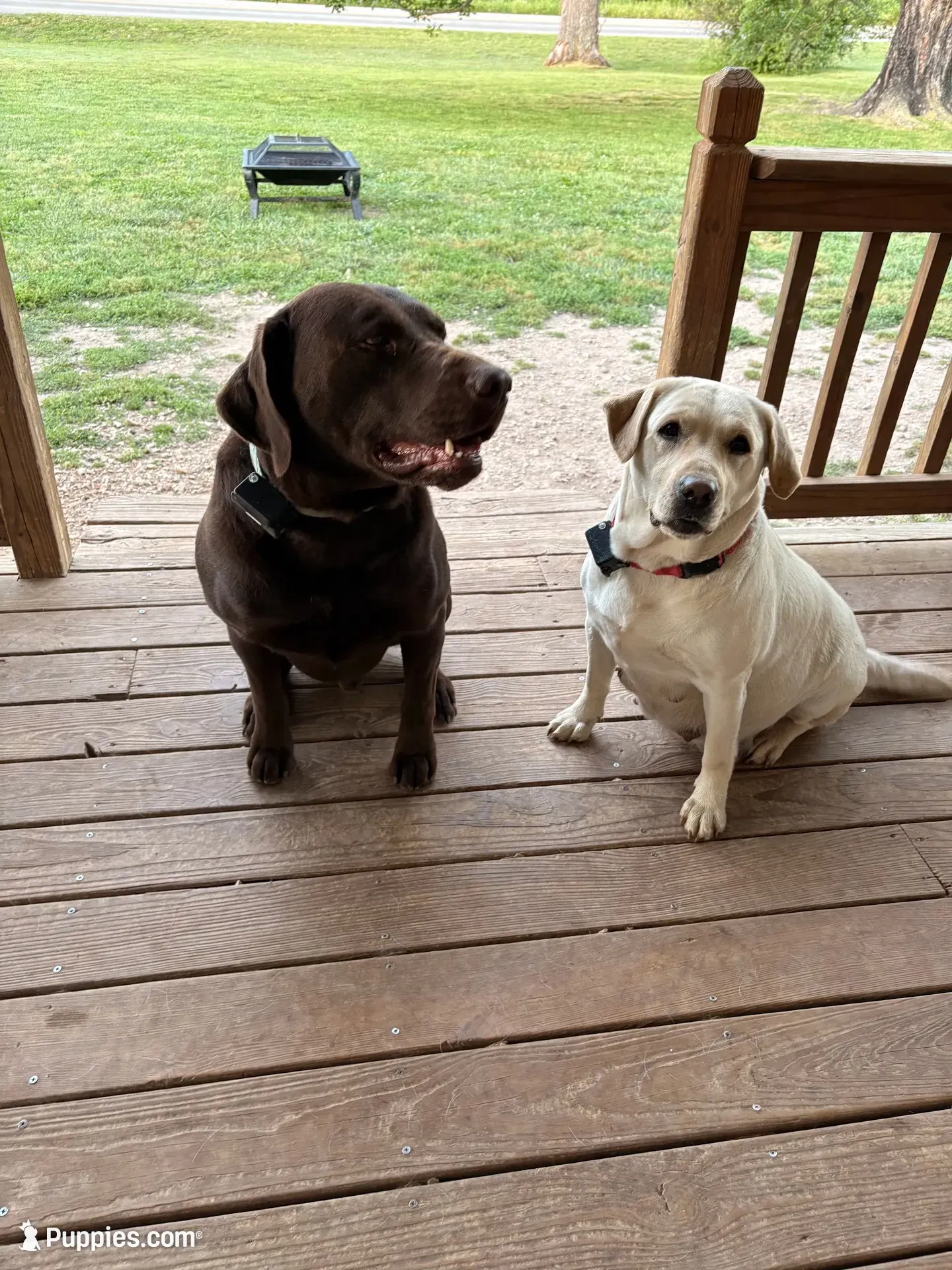 Black collar male, a male Labrador Retriever for sale in Galena, MO – 8 of 10