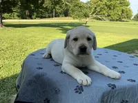 Black collar male, a male Labrador Retriever for sale in Galena, MO – 3 of 10