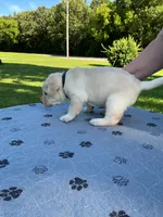 Black collar male, a male Labrador Retriever for sale in Galena, MO – 3 of 8