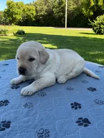 Light green collar, a male Labrador Retriever for sale in Galena, MO – 3 of 8