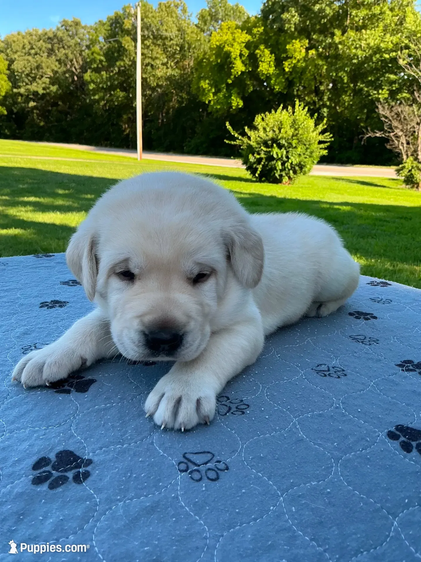 Dark green collar, a male Labrador Retriever for sale in Galena, MO – 7 of 10