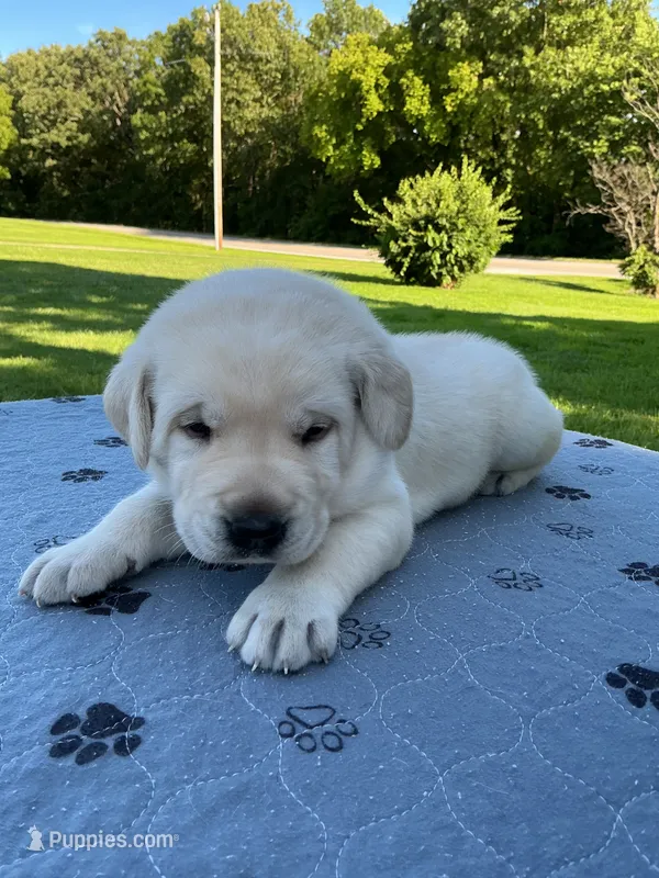 Dark green collar – Labrador Retriever puppy for sale in Galena, MO