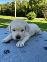 Dark green collar, a male Labrador Retriever for sale in Galena, MO – 1 of 7
