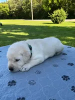 Dark green collar, a male Labrador Retriever for sale in Galena, MO – 3 of 7