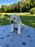 Grey collar male, a male Labrador Retriever for sale in Galena, MO – 1 of 8