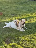 brown collar, a male Labrador Retriever for sale in Galena, MO – 6 of 9
