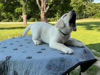Dark green collar, a male Labrador Retriever for sale in Galena, MO – 2 of 10
