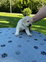 Black collar male, a male Labrador Retriever for sale in Galena, MO – 4 of 8