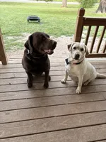 Grey collar male, a male Labrador Retriever for sale in Galena, MO – 8 of 8