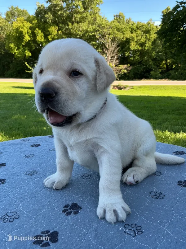 brown collar – Labrador Retriever puppy for sale in Galena, MO