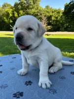 brown collar, a male Labrador Retriever for sale in Galena, MO – 1 of 9