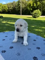 Grey collar male, a male Labrador Retriever for sale in Galena, MO – 3 of 8