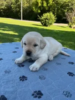 Light green collar, a male Labrador Retriever for sale in Galena, MO – 4 of 8