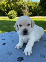 brown collar, a male Labrador Retriever for sale in Galena, MO – 3 of 9