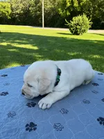 Dark green collar, a male Labrador Retriever for sale in Galena, MO – 4 of 7