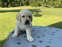 Black collar male, a male Labrador Retriever for sale in Galena, MO – 4 of 10