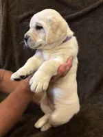 Purple female, a female Labrador Retriever for sale in Galena, MO – Photo 4 of 9