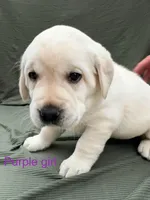 Purple female, a female Labrador Retriever for sale in Galena, MO – Photo 8 of 9