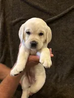 Purple female, a female Labrador Retriever for sale in Galena, MO – Photo 3 of 9