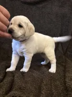 Purple female, a female Labrador Retriever for sale in Galena, MO – Photo 5 of 9