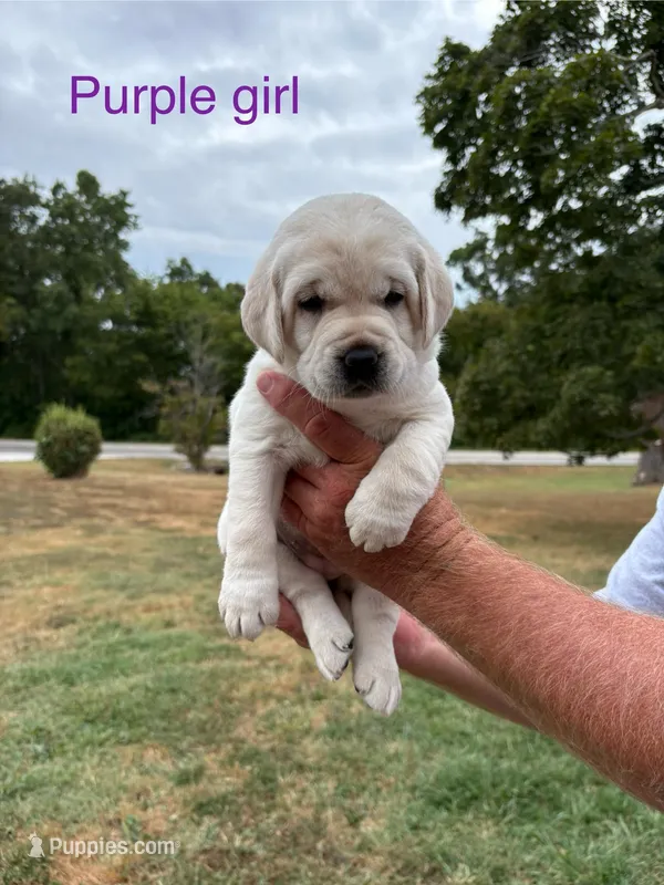 Purple female, a female Labrador Retriever for sale in Galena, MO – Photo 1 of 9