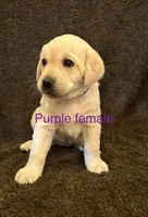 Purple female, a female Labrador Retriever for sale in Galena, MO – Photo 2 of 9