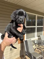 Green collar, a male Labrador Retriever for sale in Galena, MO – Photo 2 of 7