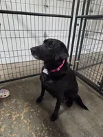 Green collar, a male Labrador Retriever for sale in Galena, MO – Photo 5 of 7