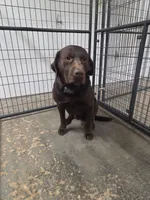 Green collar, a male Labrador Retriever for sale in Galena, MO – Photo 7 of 7